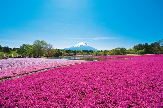 富士芝桜まつり4月13日(土)～5月26日(日)