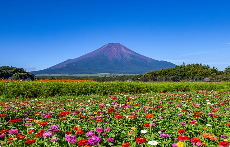 山中湖花の都公園