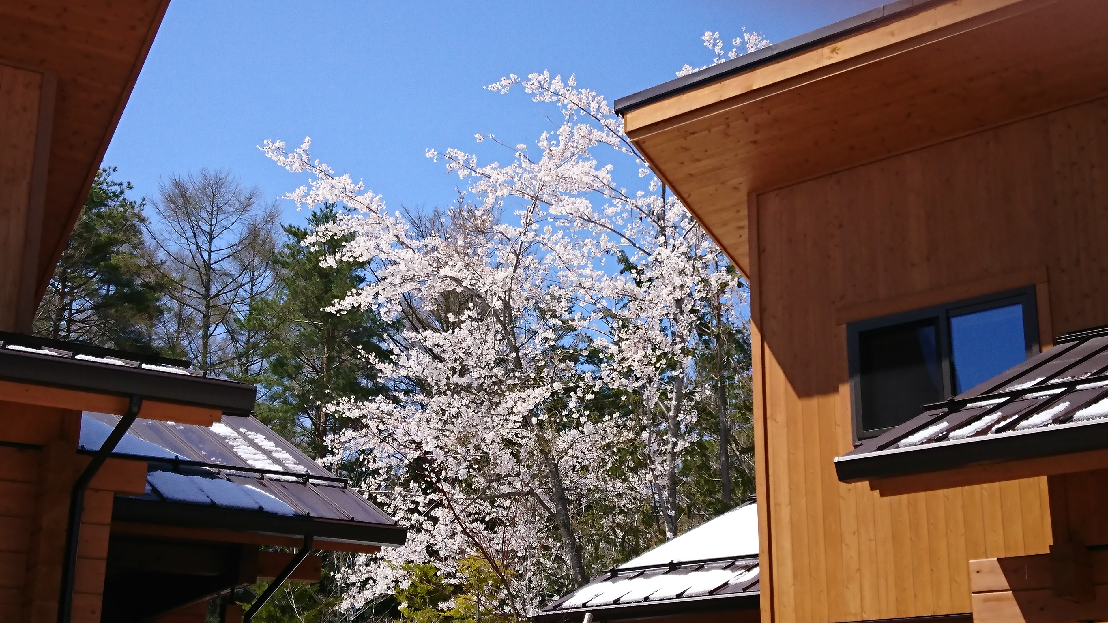 今日の富士山（4月の雪化粧）と桜と雪のコラボ